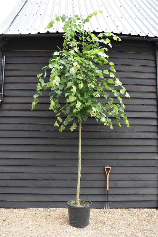 Tilia cordata Pallida - Clear Stem - Standard - Girth 12-14cm - Height 380-390cm - 55lt