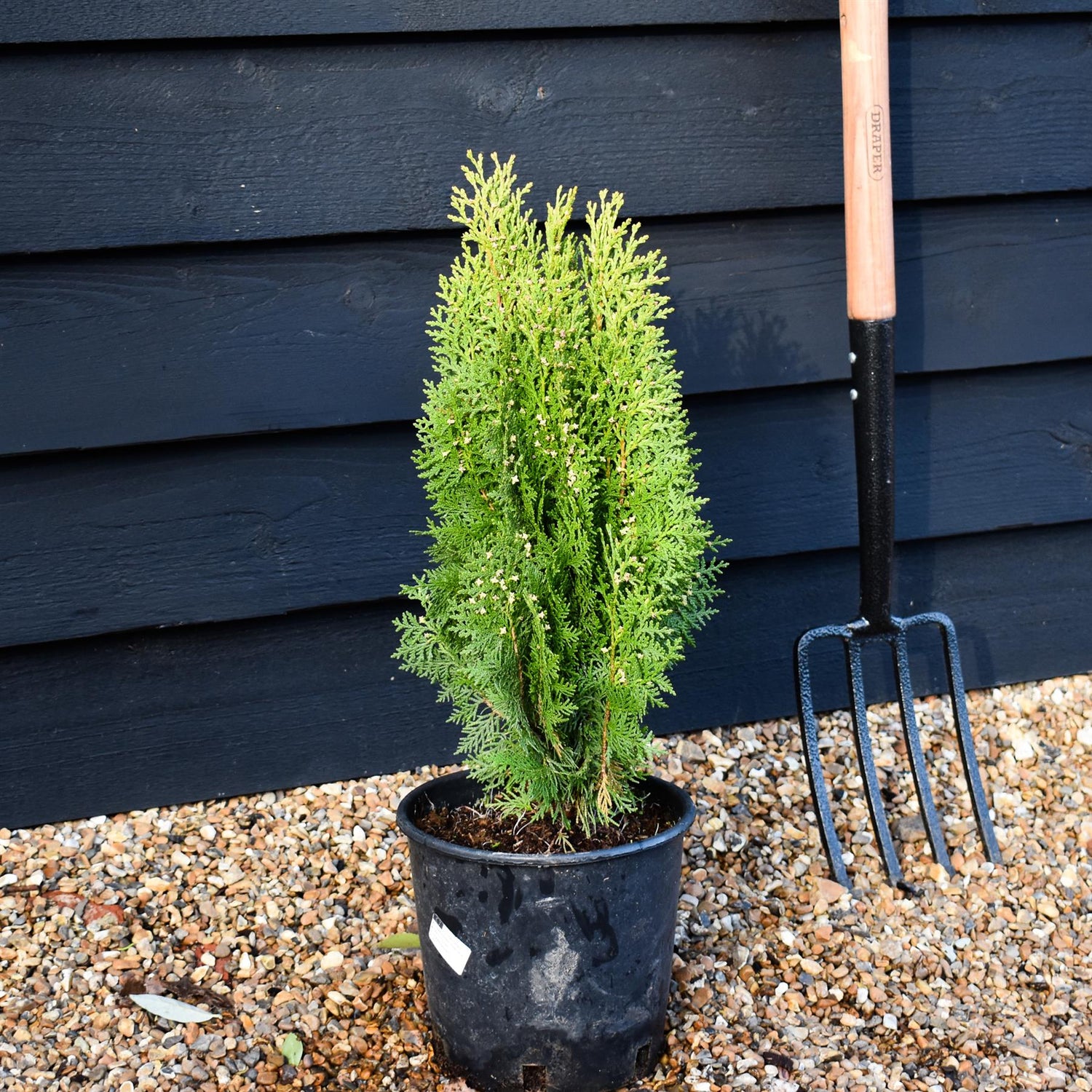 Thuja orientalis 'Aurea Nana' - 40-50cm, 8lt