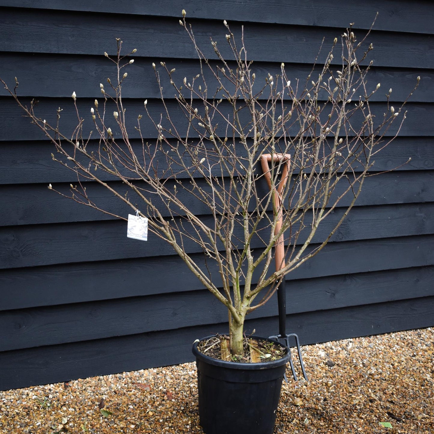 Magnolia Stellata | Star Magnolia - Bush - Height 120-140cm - 20lt