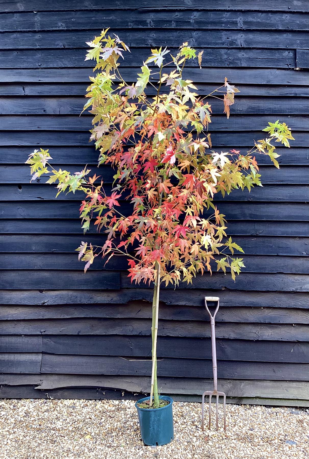 Liquidambar styraciflua 'Worplesdon' Std | Sweet Gum Worplesdon - 120-150cm, 10lt