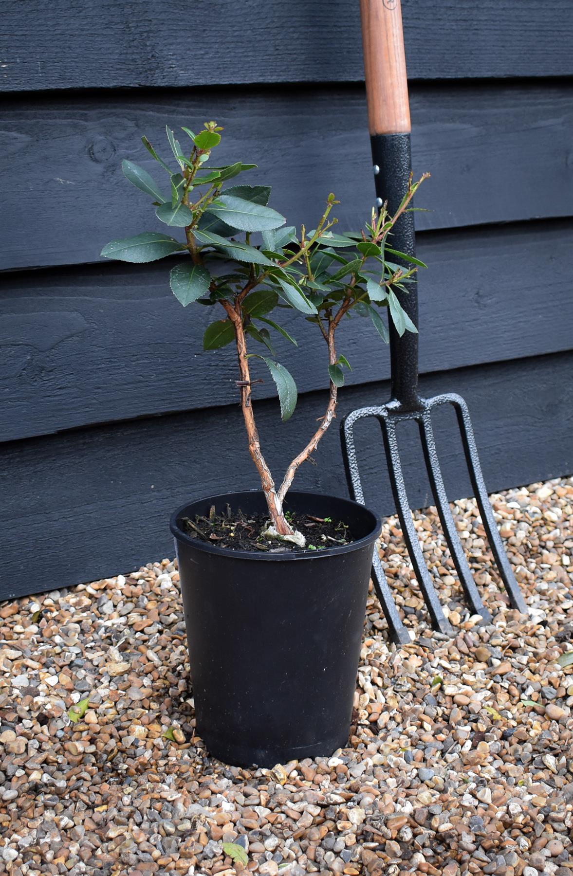 Arbutus unedo | Strawberry Tree - 20-25cm, 3lt