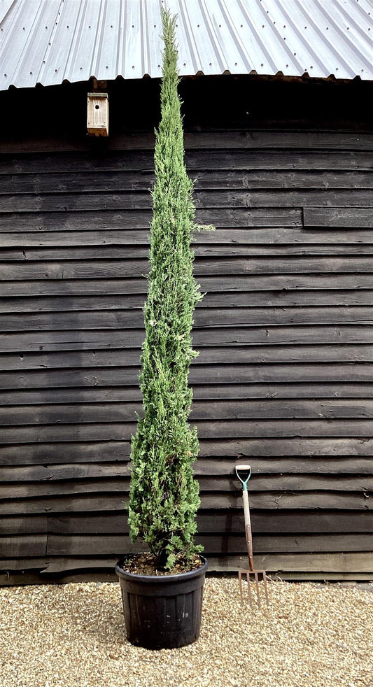 Cupressus Sempervirens | Italian cypress - 350cm, 90lt