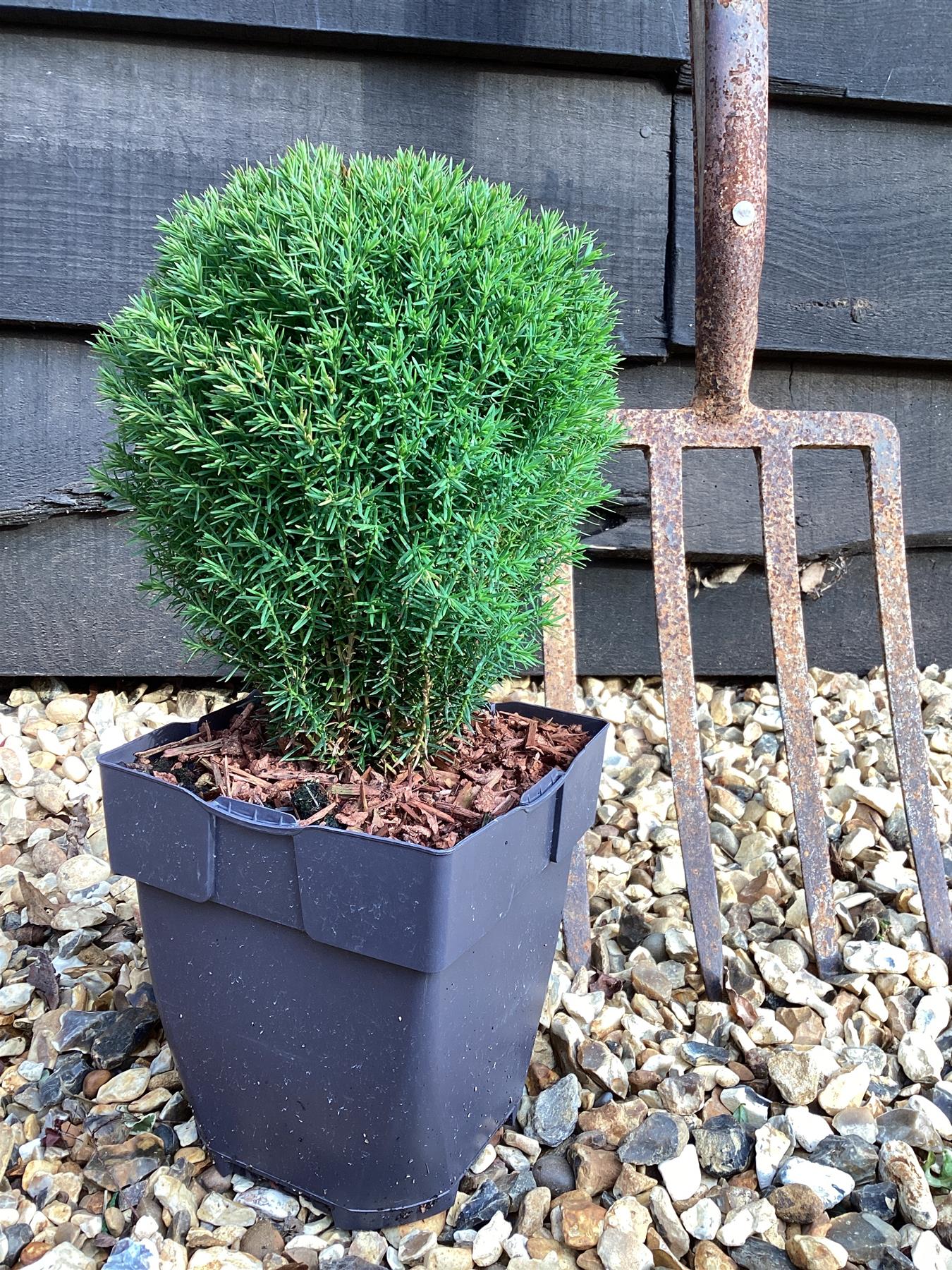 Thuja occidentalis 'Teddy' | Northern white-cedar Teddy - 20-30cm, 2lt