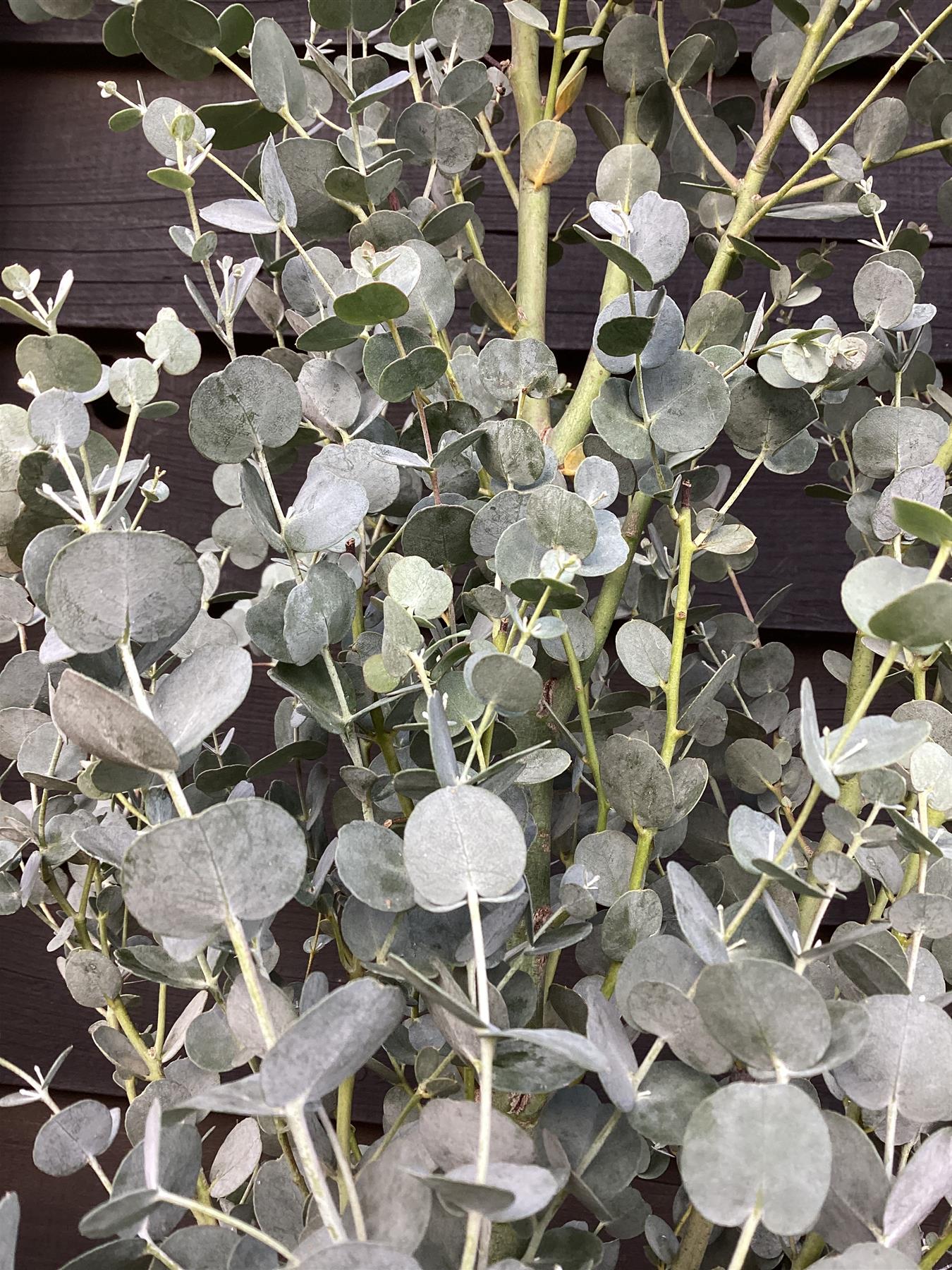 Eucalyptus Azura | Cider Gum Azura - 220-230cm, 30lt