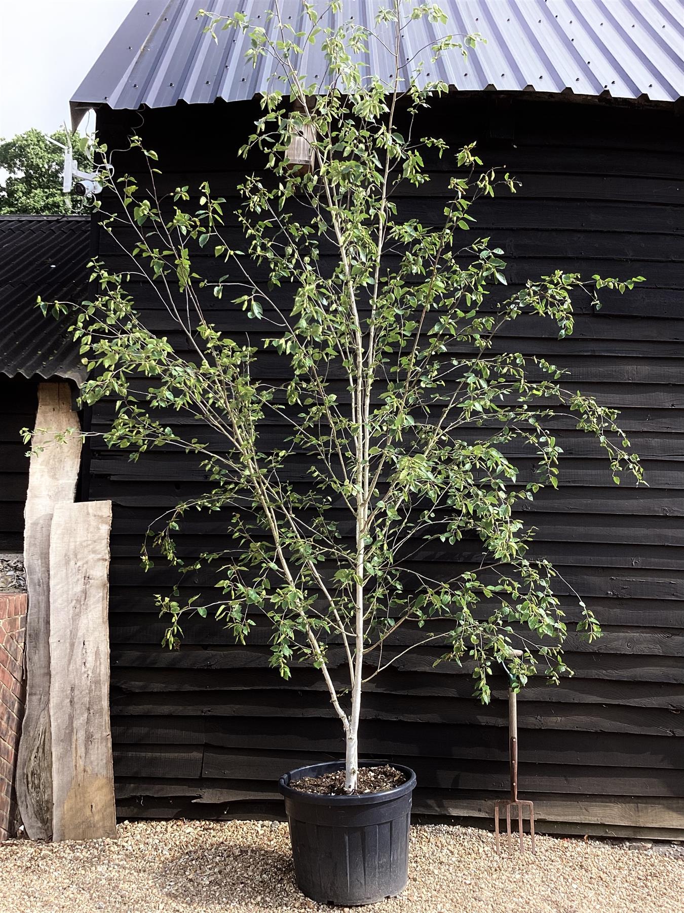 Betula utilis jaquemontii | Kashmir Birch Multi Stem - 300-400cm, 90lt