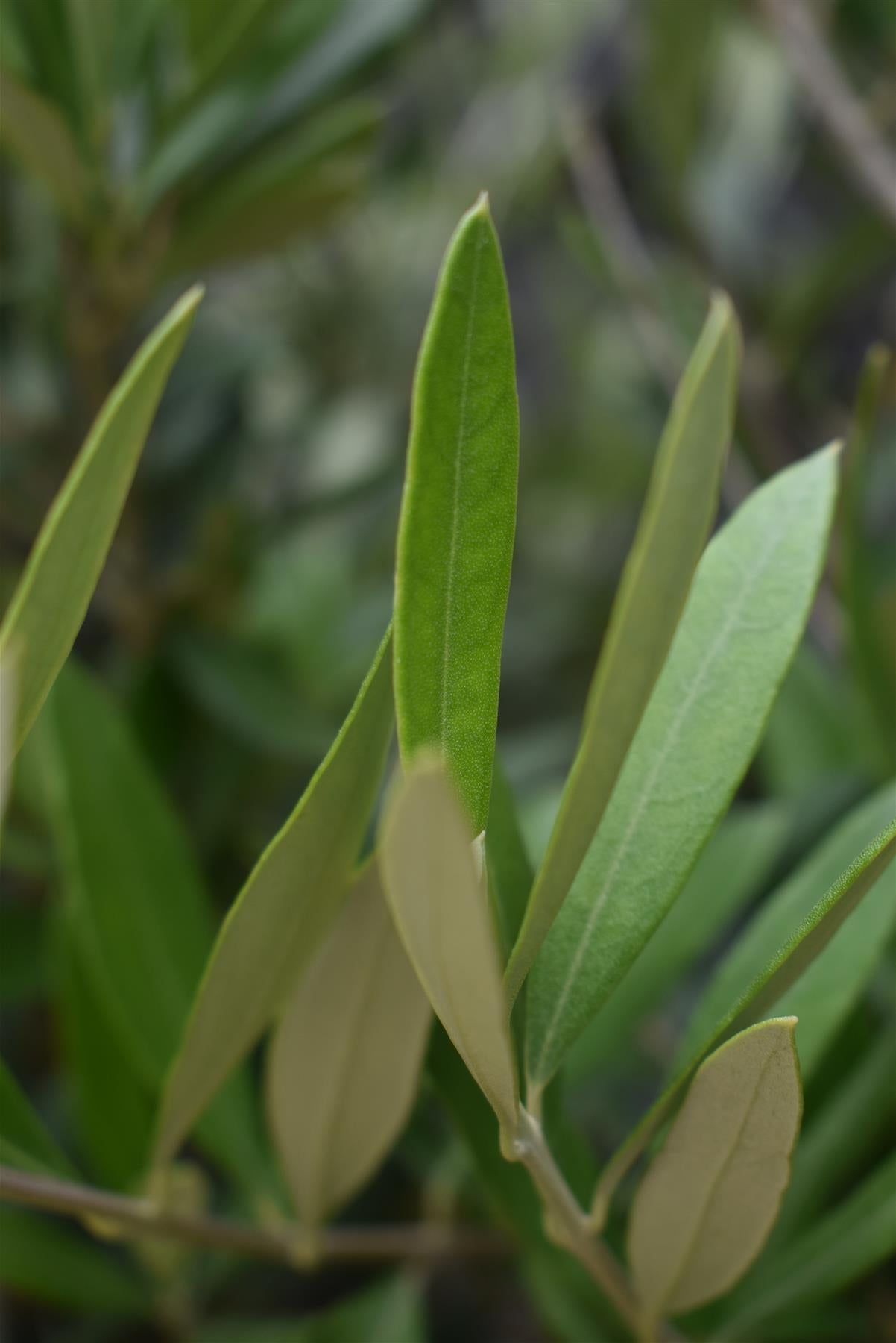 Olive Tree | Olea Europea - Stem - Spiral - Height - 90-100cm - 7lt