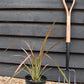 Phormium Jester | New Zealand Flax ‘Jester’ - 50-60m, 3lt