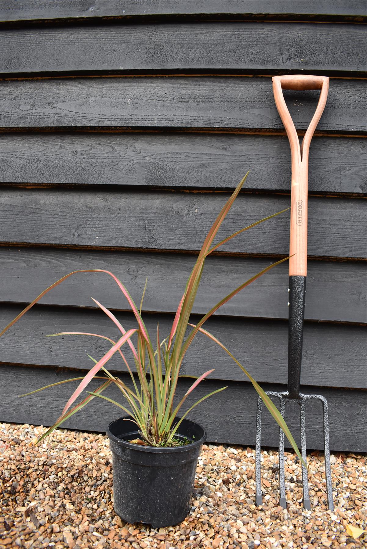 Phormium Jester | New Zealand Flax ‘Jester’ - 50-60m, 3lt