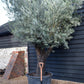 Olive Tree | Olea Picual - Specimen - Triple branch - Height 250-280 cm - 285lt