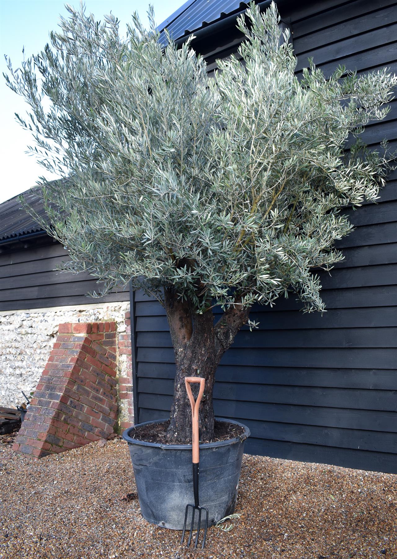 Olive Tree | Olea Picual - Specimen - Triple branch - Height 250-280 cm - 285lt