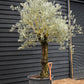 Olive Tree | Olea Europea - Specimen - Trunk height 120cm - Height 220-250cm - Girth 70cm - Leaning gnarly - 160lt