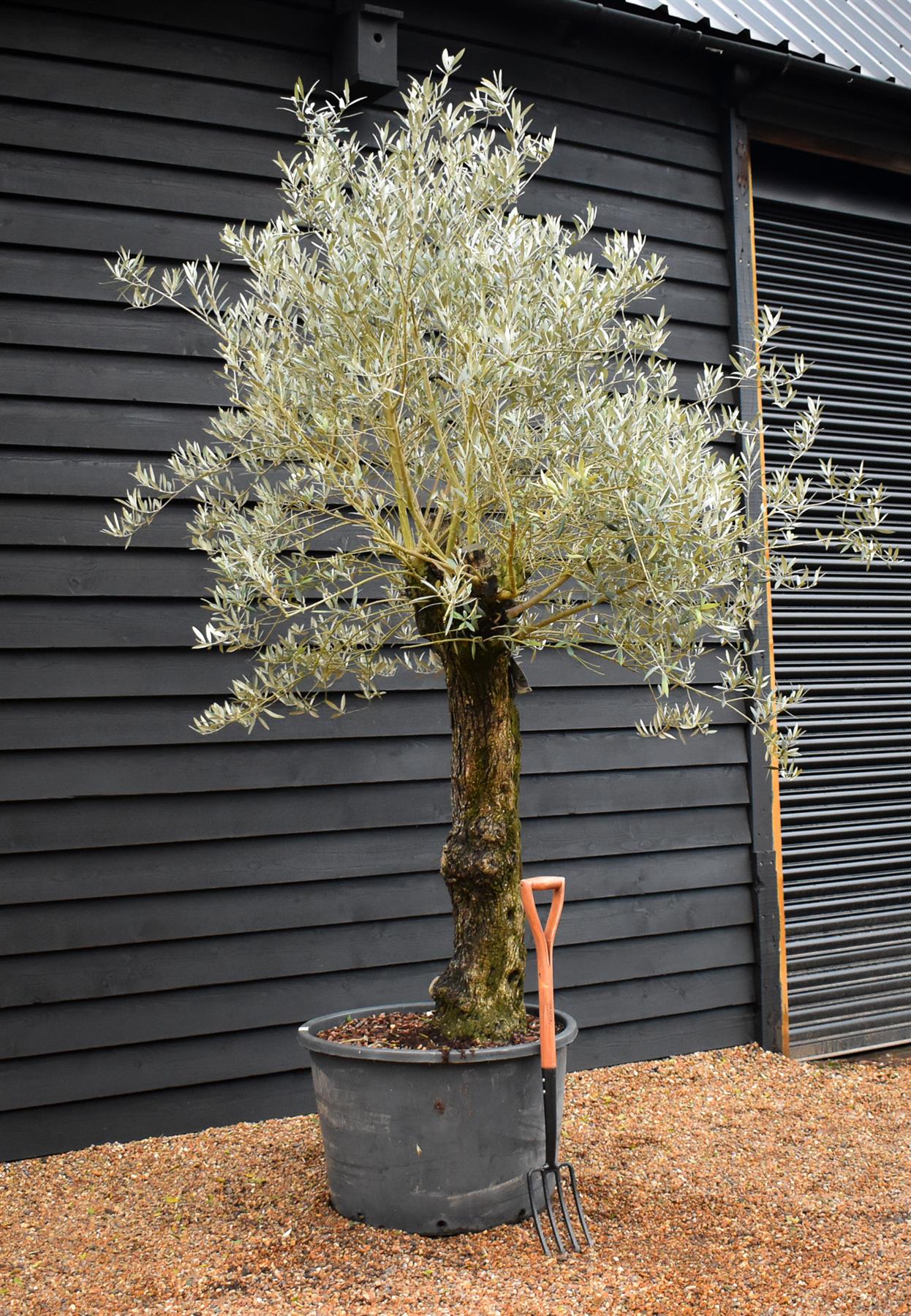 Olive Tree | Olea Europea - Specimen - Trunk height 120cm - Height 220-250cm - Girth 70cm - Leaning gnarly - 160lt