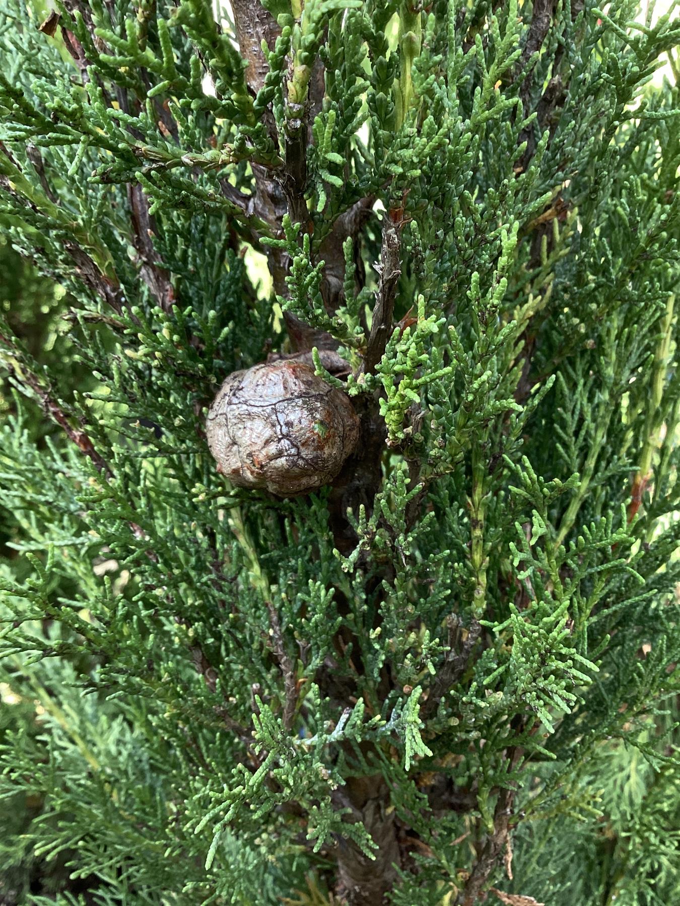 Cupressus sempervirens 'Pyramidalis' - 60-80cm, 10lt