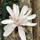 Magnolia Stellata | Star Magnolia - Bush - Height 120-140cm - 20lt