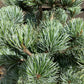 Pinus parviflora 'Negishi' | Japanese white pine 'Negishi' - 65-70cm, 12lt