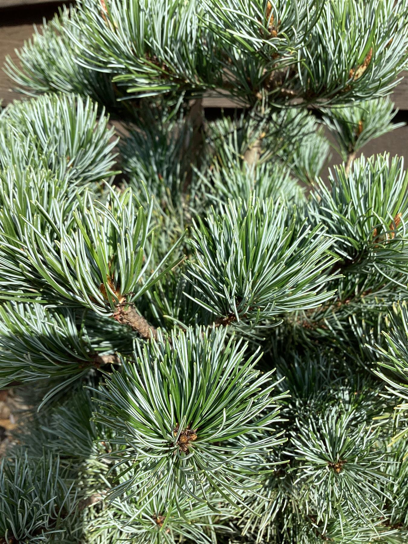 Pinus parviflora 'Negishi' | Japanese white pine 'Negishi' - 65-70cm, 12lt