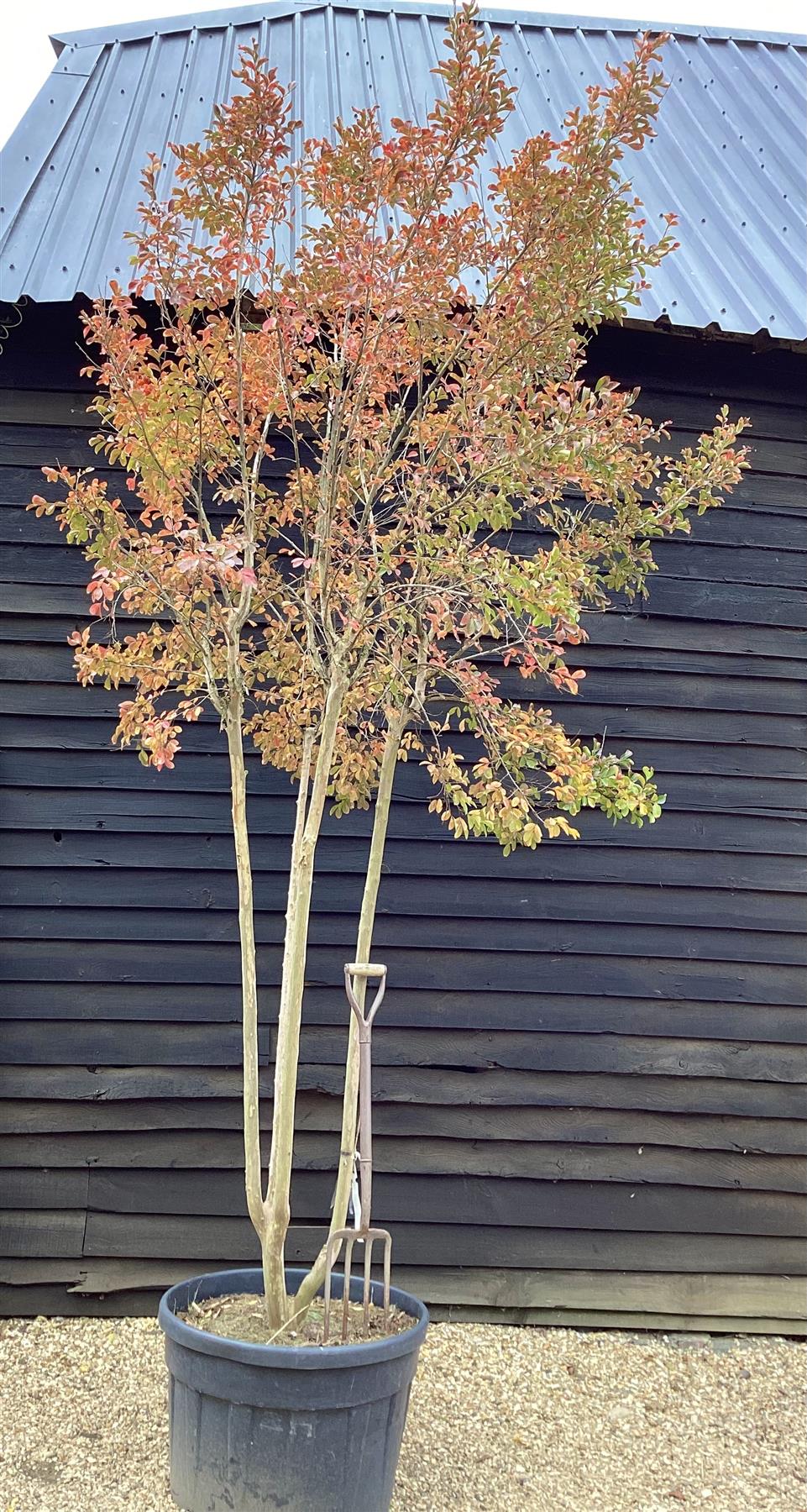 Lagerstroemia Indica | Crape myrtle - Mature Tree - 380-400cm - 180lt