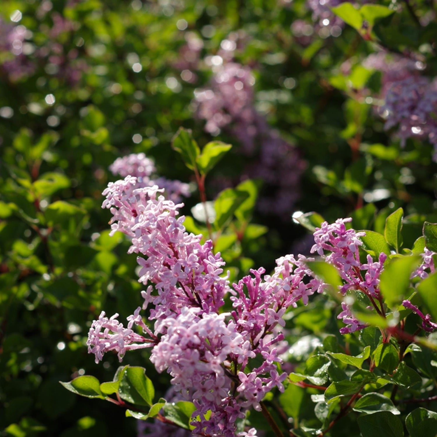 Syringa meyeri 'Palibin' - Stem 60cm - Height 110-120cm - 9lt