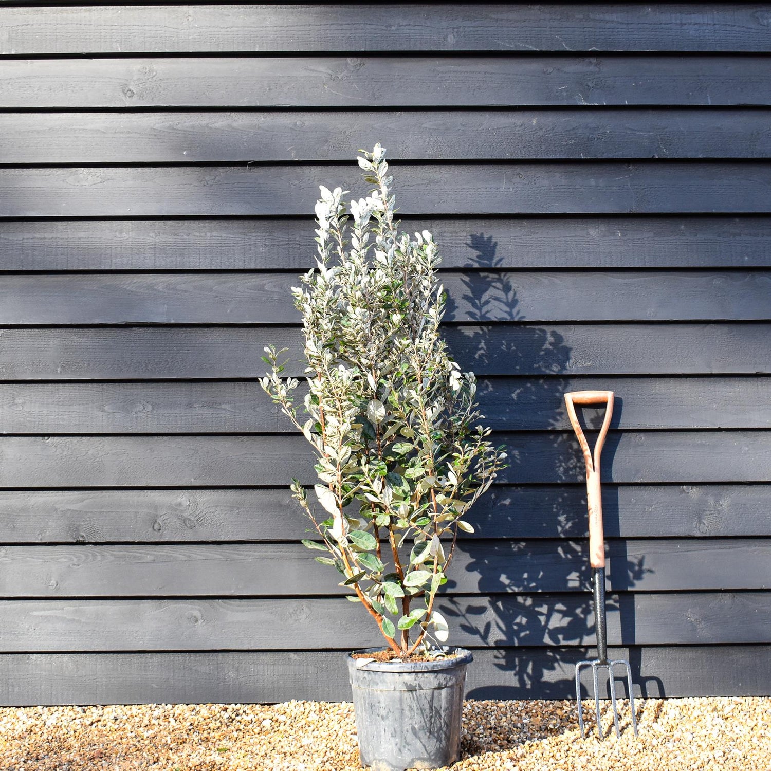 Feijoa (acca) sellowiana | Pineapple Guava - Shrub - Height 120-140cm - 18lt