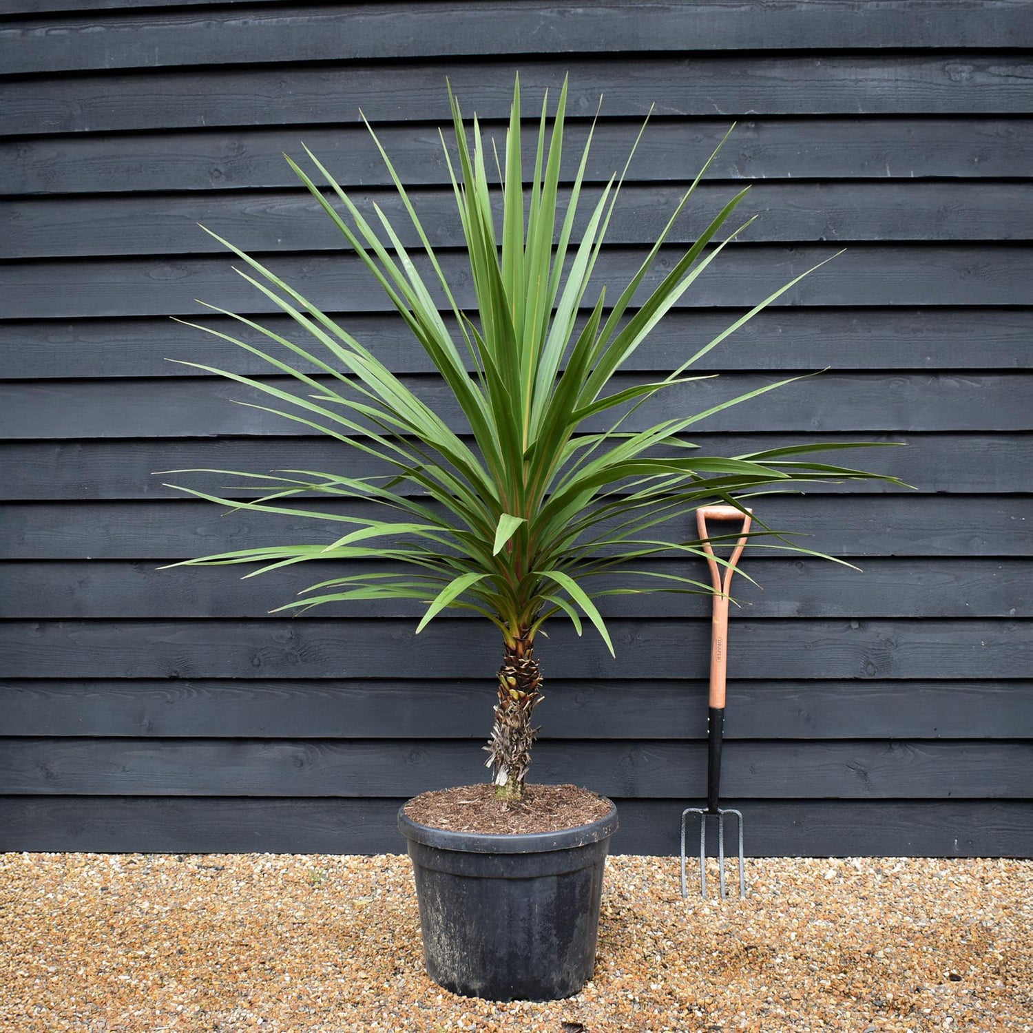 Cordyline australis Peko | Peko - Height 110-130cm - 45lt