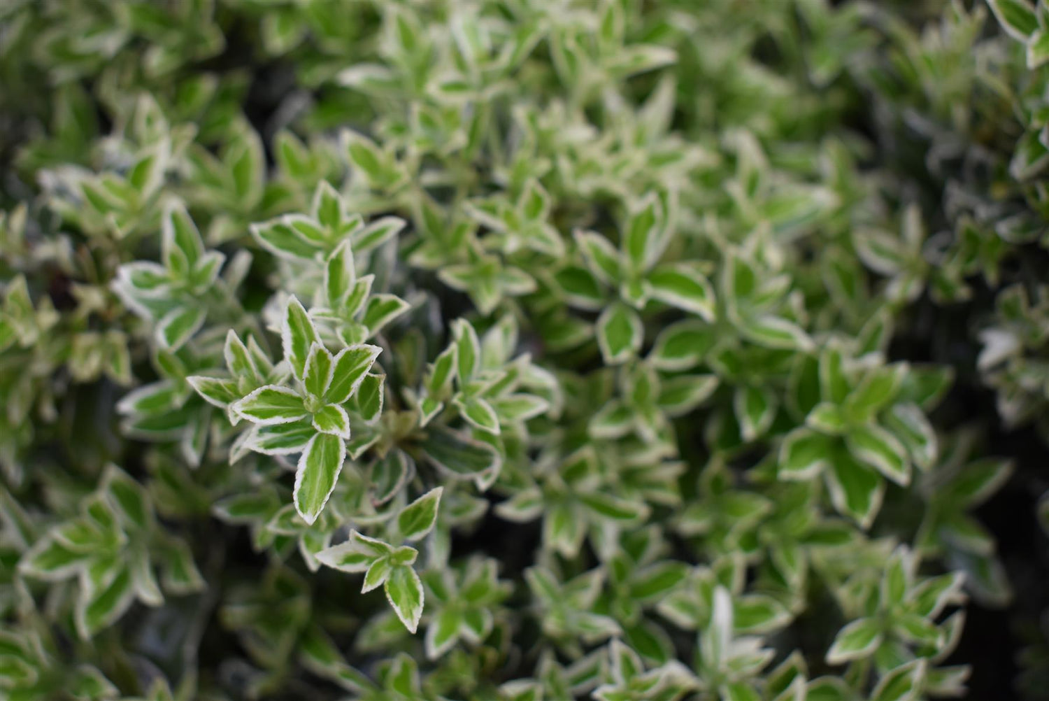 Euonymus japonicus 'Microphyllus'' Silver - 30-40cm - 10lt