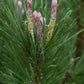 Pinus mugo mughus |Dwarf Mountain Pine - Height 40-60cm - 5lt