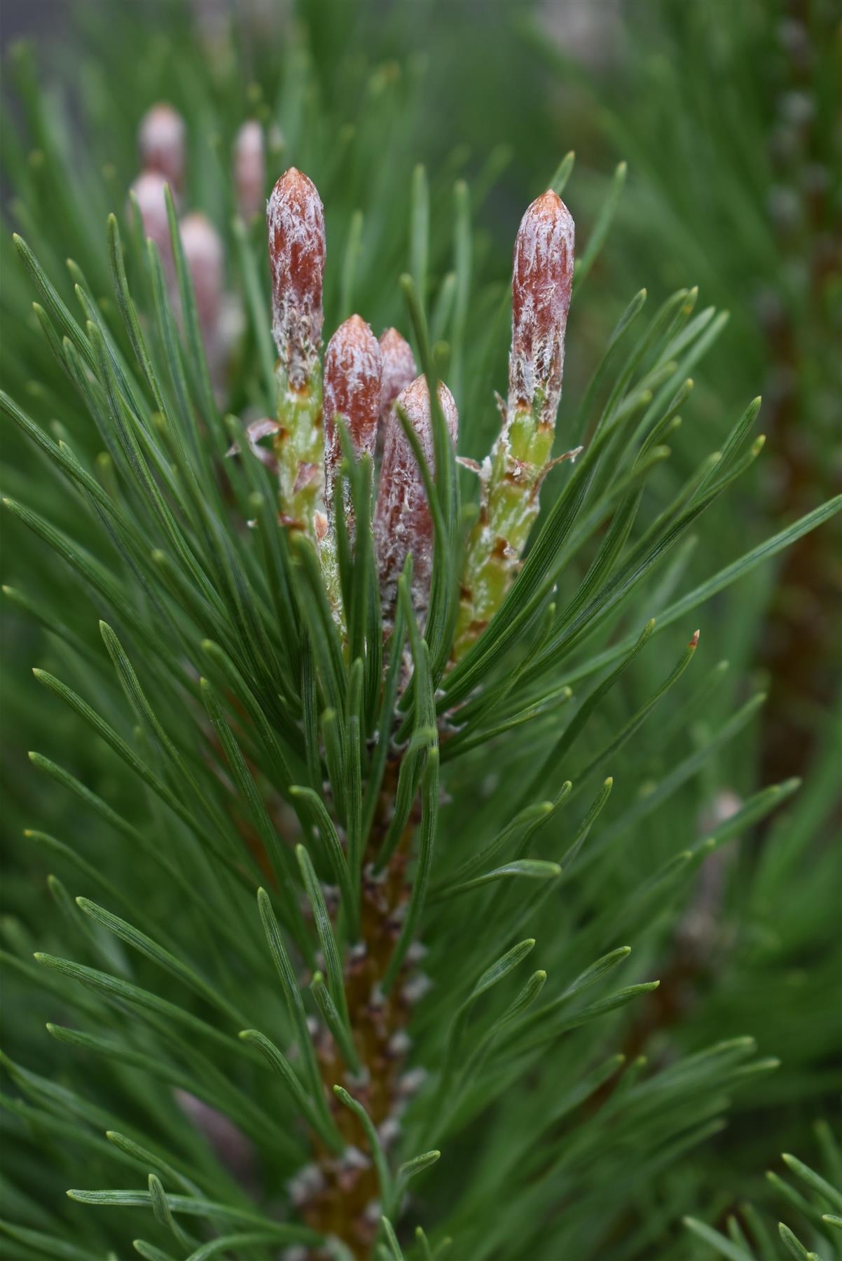 Pinus mugo mughus |Dwarf Mountain Pine - Height 40-60cm - 5lt