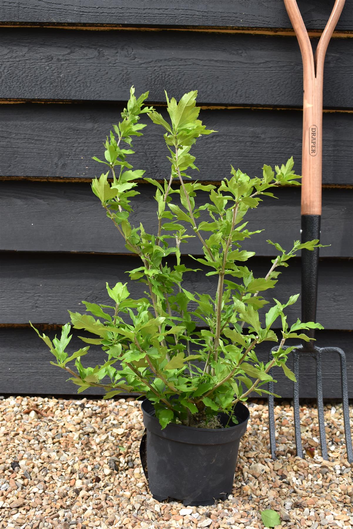 Hibiscus syriacus 'Woodbridge' | Rose of Sharon 'Woodbridge' - 50-60cm, 3lt