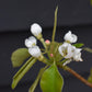 Pear 'Conference' | Pyrus communis - Height 160-180cm - 20lt