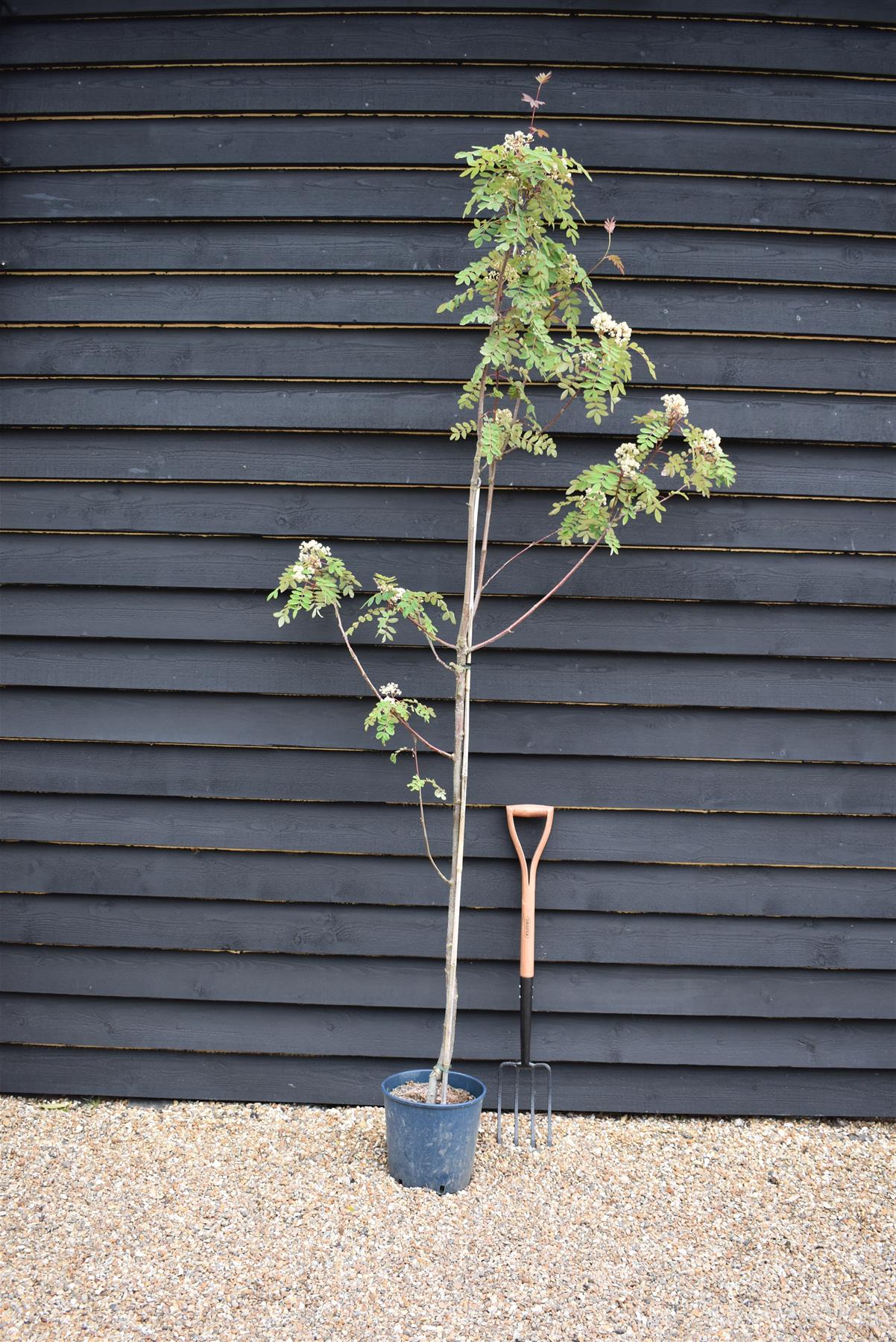 Sorbus pseudohupehensis 'Pink Pagoda' | Hupeh Rowan ‘Pink Pagoda’ - 200-250cm, 10lt