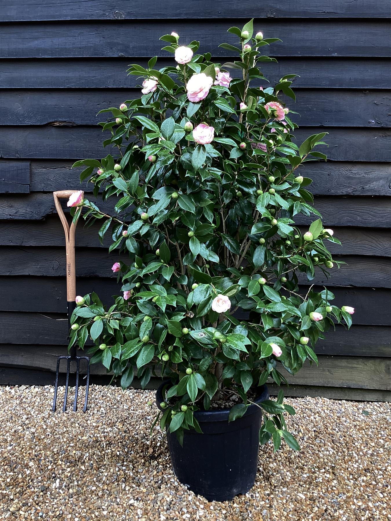 Camellia japonica - Nuccio's Pearl - Bush - Shrub - White-Pink - Bush - Heigh 125-140cm Width 60-80cm - 35lt