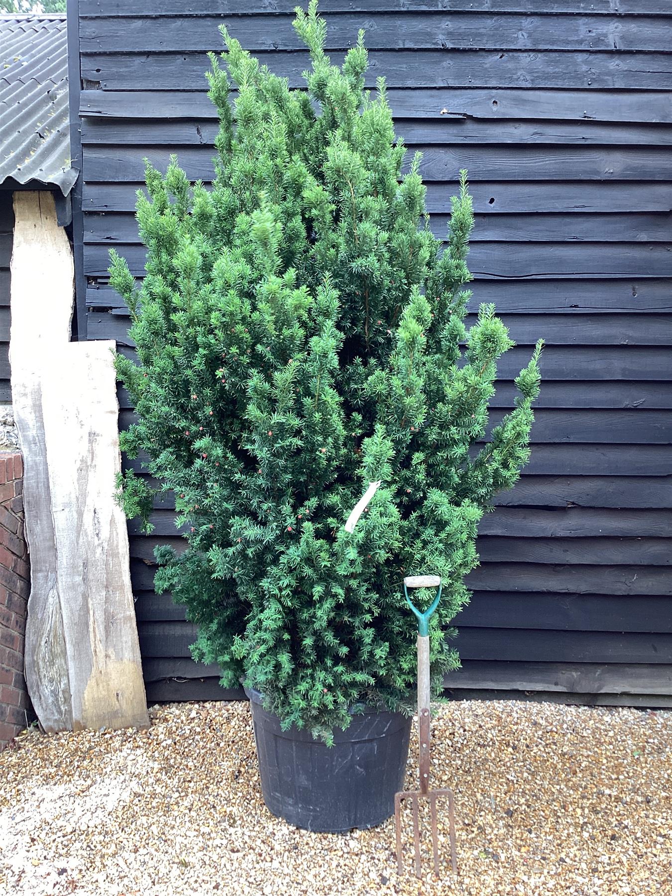 Taxus Media 'Hillii' | Yew 'Hilli' Tree/Large Shrub - Upright Taxus - Bushy - Height 200-220cm - 130lt