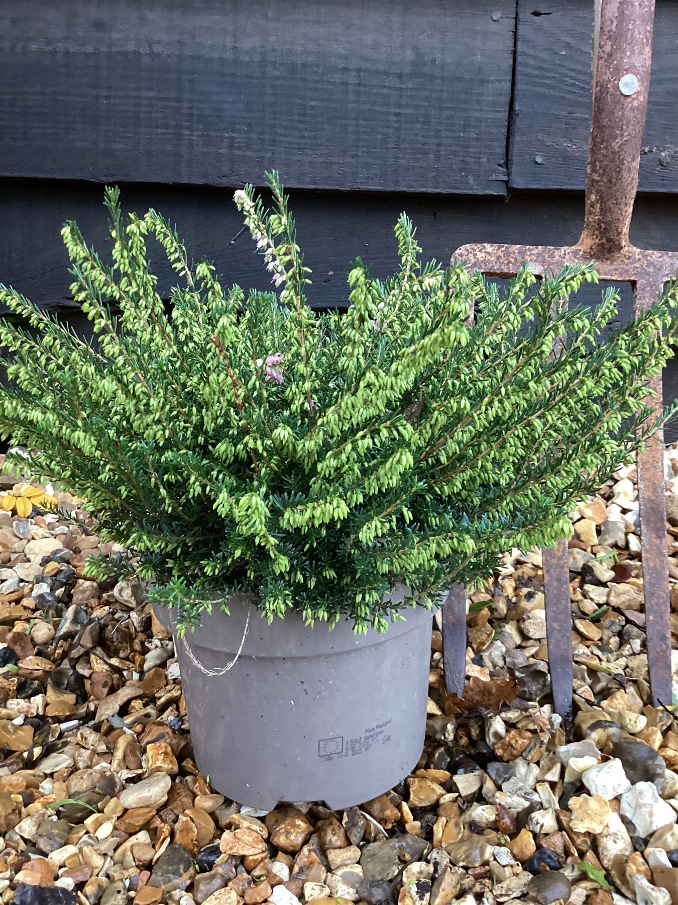 Erica 'Darley Dale' - 55-65cm, 2lt