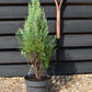 Chamaecyparis lawsoniana 'White Spot' | Lawson's cypress 'White Spot' - Height 70-90cm - 5lt