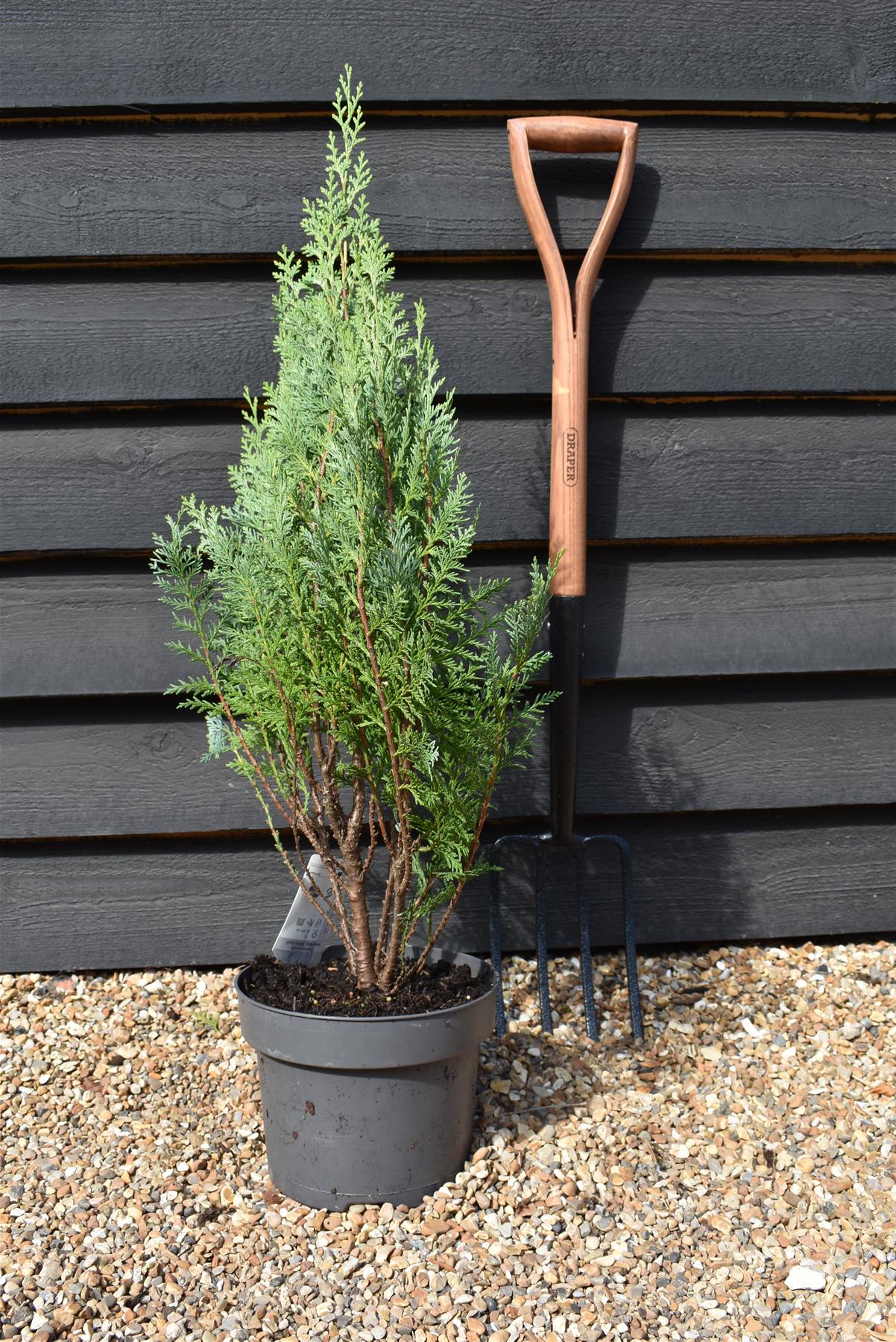 Chamaecyparis lawsoniana 'White Spot' | Lawson's cypress 'White Spot' - Height 70-90cm - 5lt