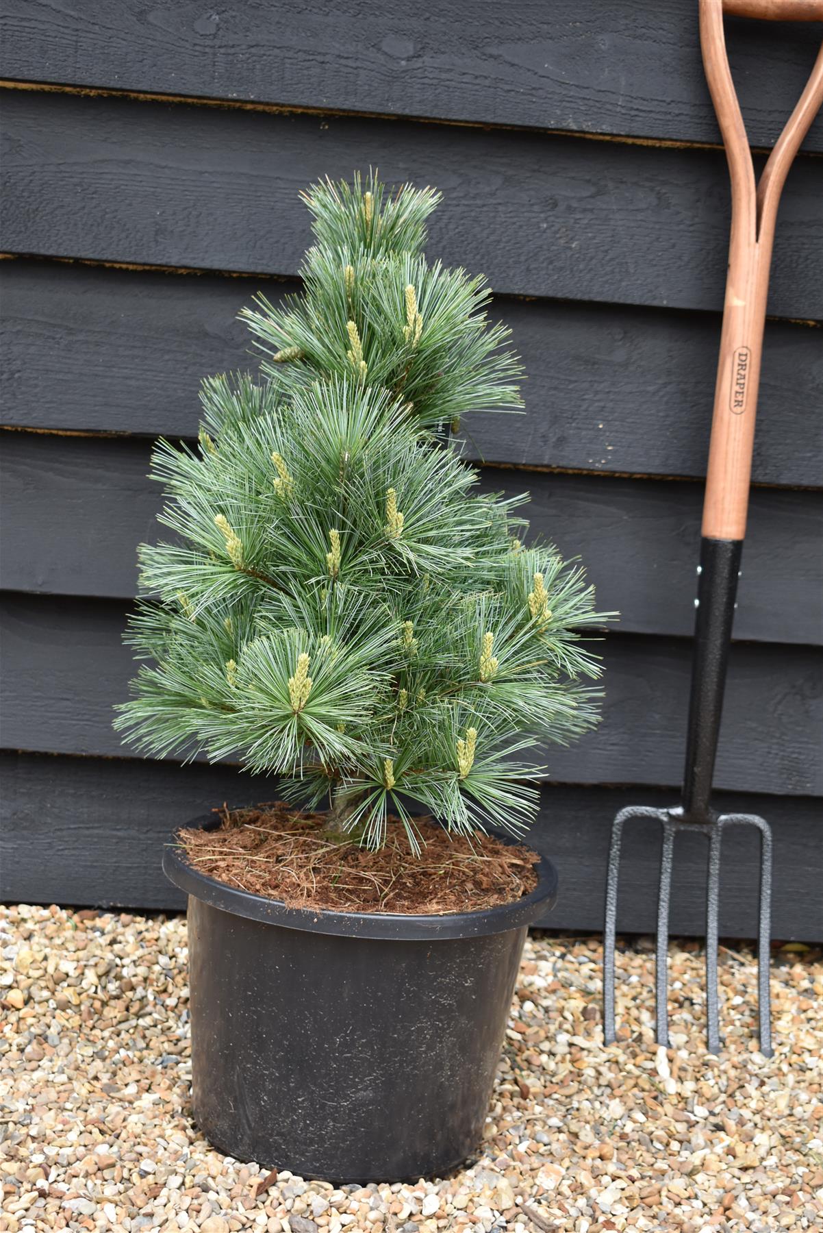 Pinus Flexilis Pygmaea | Rocky Mountain Bristlecone Pine - Height 80cm - Width 60cm - 18lt