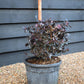 Chinese Fringe Flower | Loropetalum chinense 'Black Pearl' - Ball - Width 40cm Height 40cm -18lt