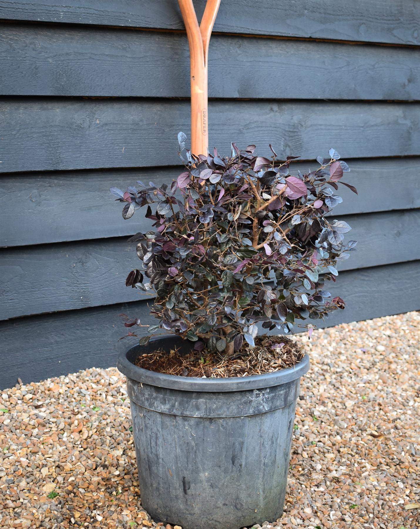 Chinese Fringe Flower | Loropetalum chinense 'Black Pearl' - Ball - Width 40cm Height 40cm -18lt