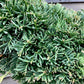 Taxus Baccata Ponpon Bonsai | Common Yew - 190cm, 90lt