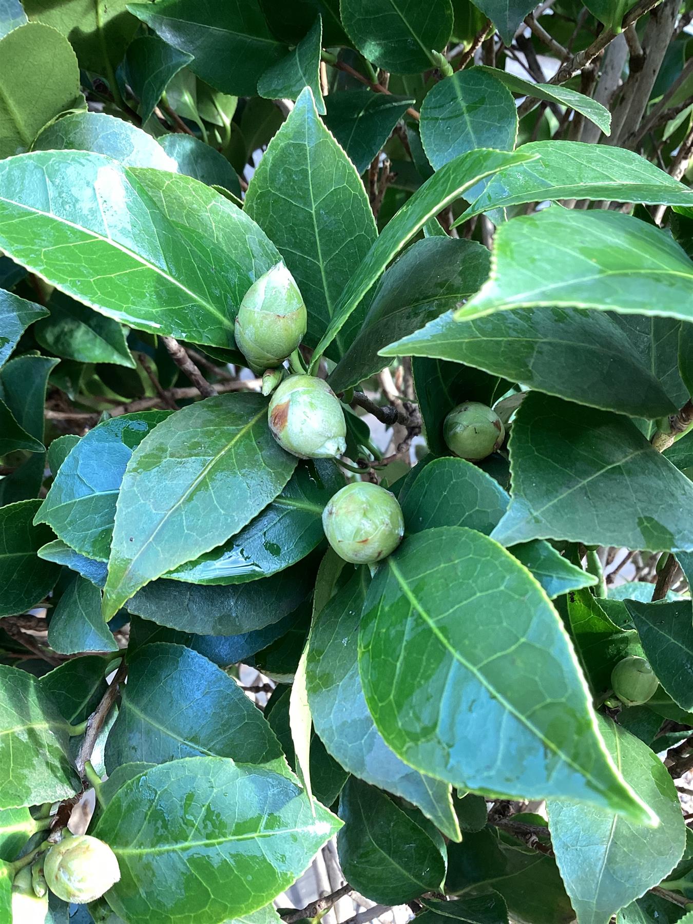 Camellia Japonica 'Fungo' | Japanese Camellia - 190cm -110lt