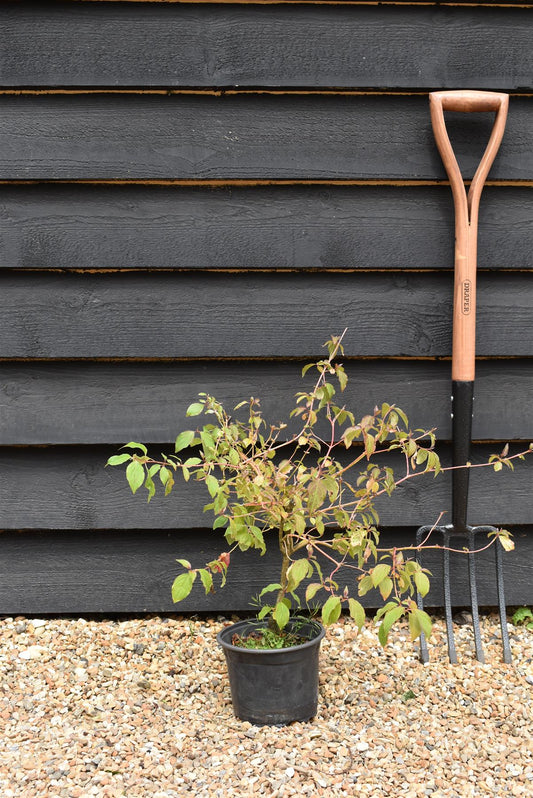 Cornus sanguinea | Common Dogwood - 40-60cm, 5lt