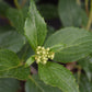 Hydrangea paniculata 'Kyushu' - 3lt