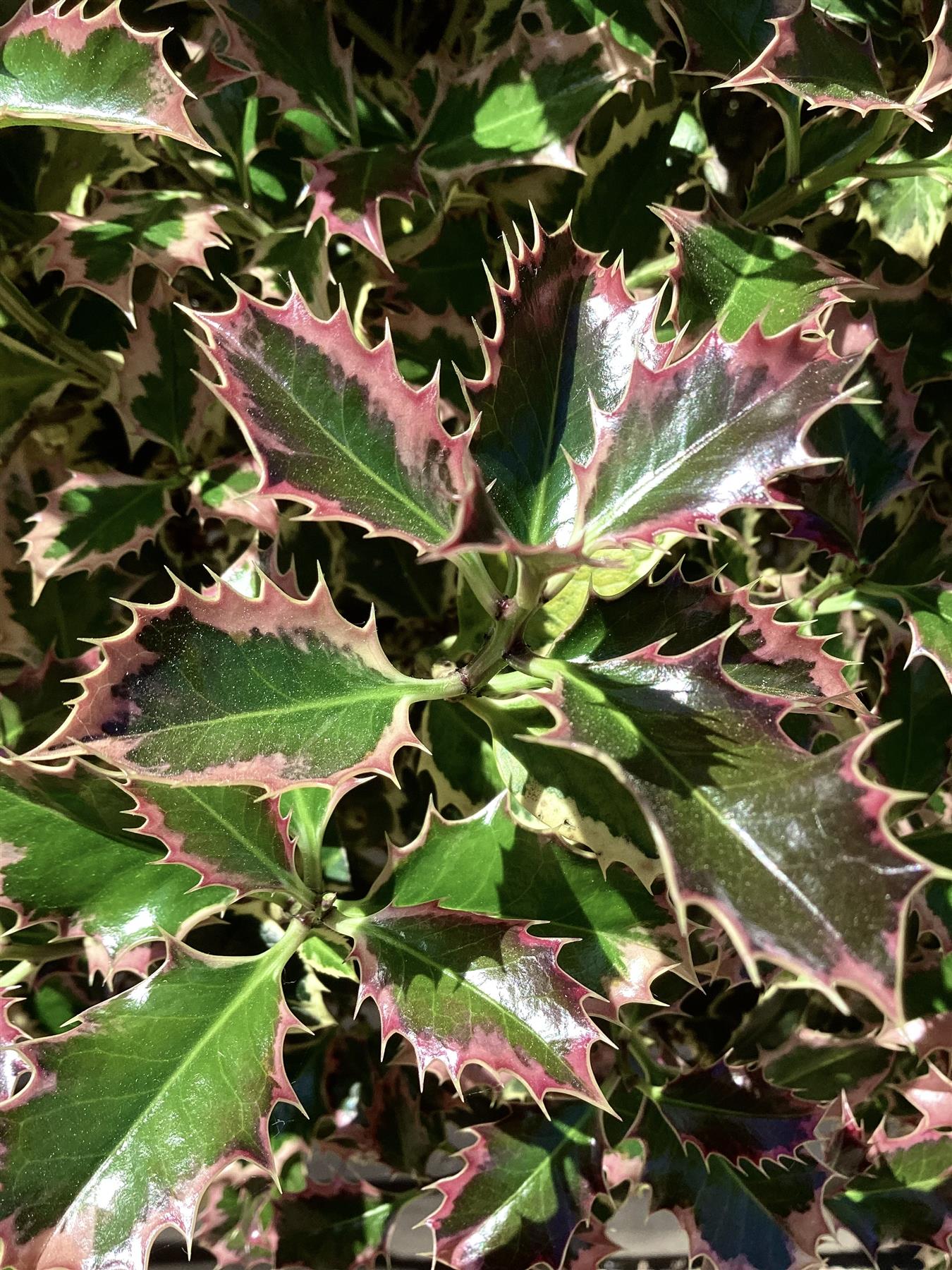 Ilex Aquifolium 'Argentea Marginata' | Silver-Margined Holly - 200-220cm, 70lt