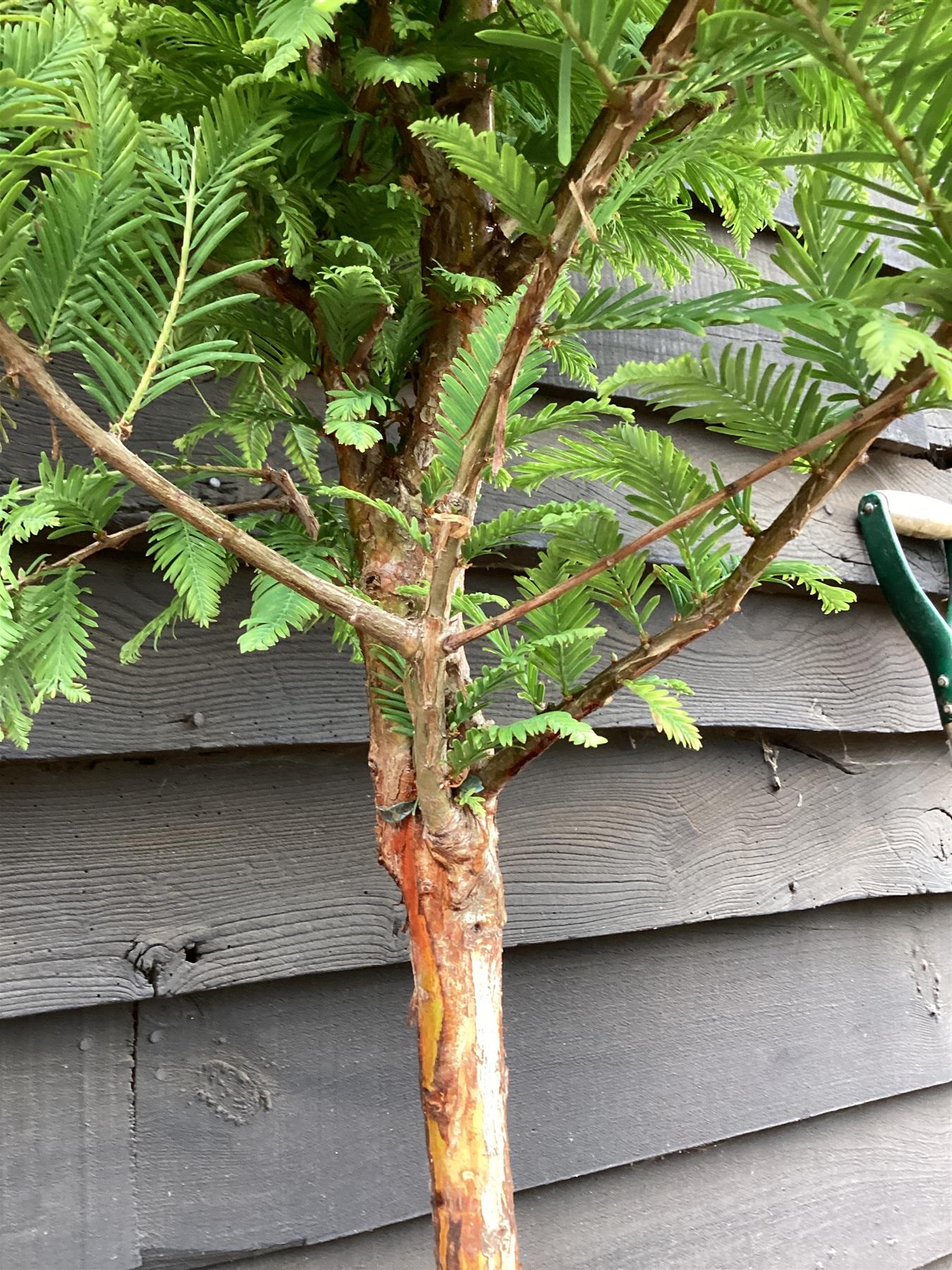 Metasequoia glyptostroboides 'Hamlet's Broom' 1/4 std Clear Stem - 90-120cm, 15lt