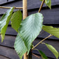 Silver Birch 'Grayswood Ghost' ' | Betula utilis - Height 150-180cm - 12lt