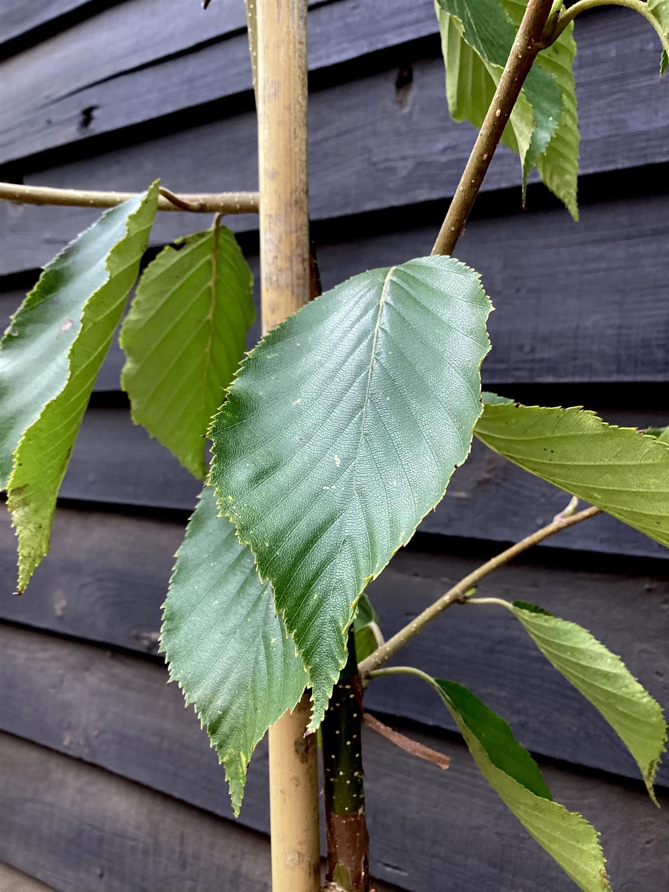 Silver Birch 'Grayswood Ghost' ' | Betula utilis - Height 150-180cm - 12lt