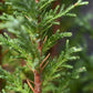 Chamaecyparis lawsoniana 'Ellwoodii' | Lawson's cypress 'Ellwoodii' - Height 70cm - 5lt