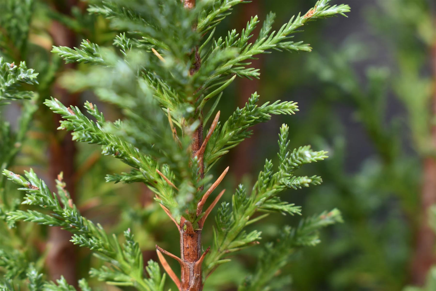 Chamaecyparis lawsoniana 'Ellwoodii' | Lawson's cypress 'Ellwoodii' - Height 70cm - 5lt