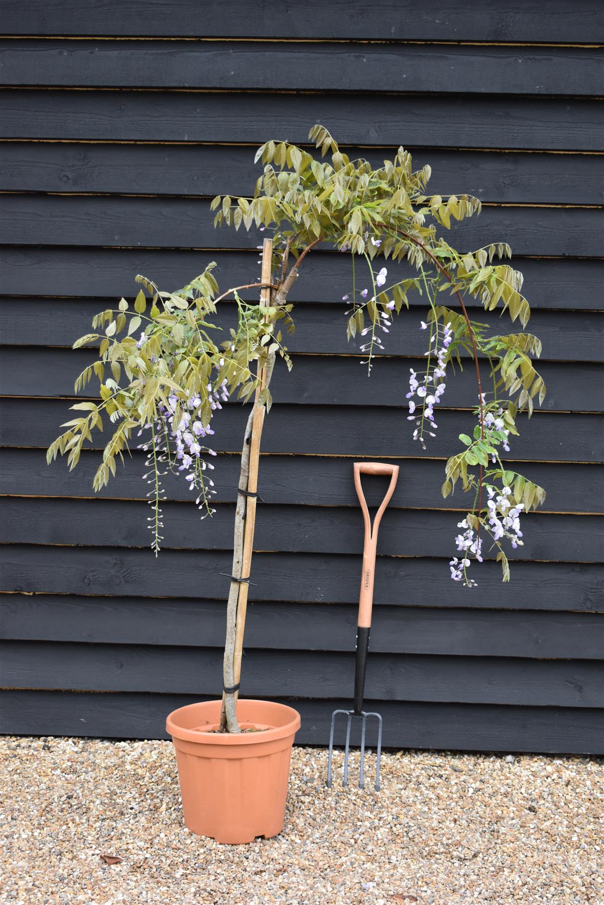 Wisteria Pink Ice | Pink Japanese Wisteria - 1/2 Standard - Girth 6 - 8+cm - 25lt