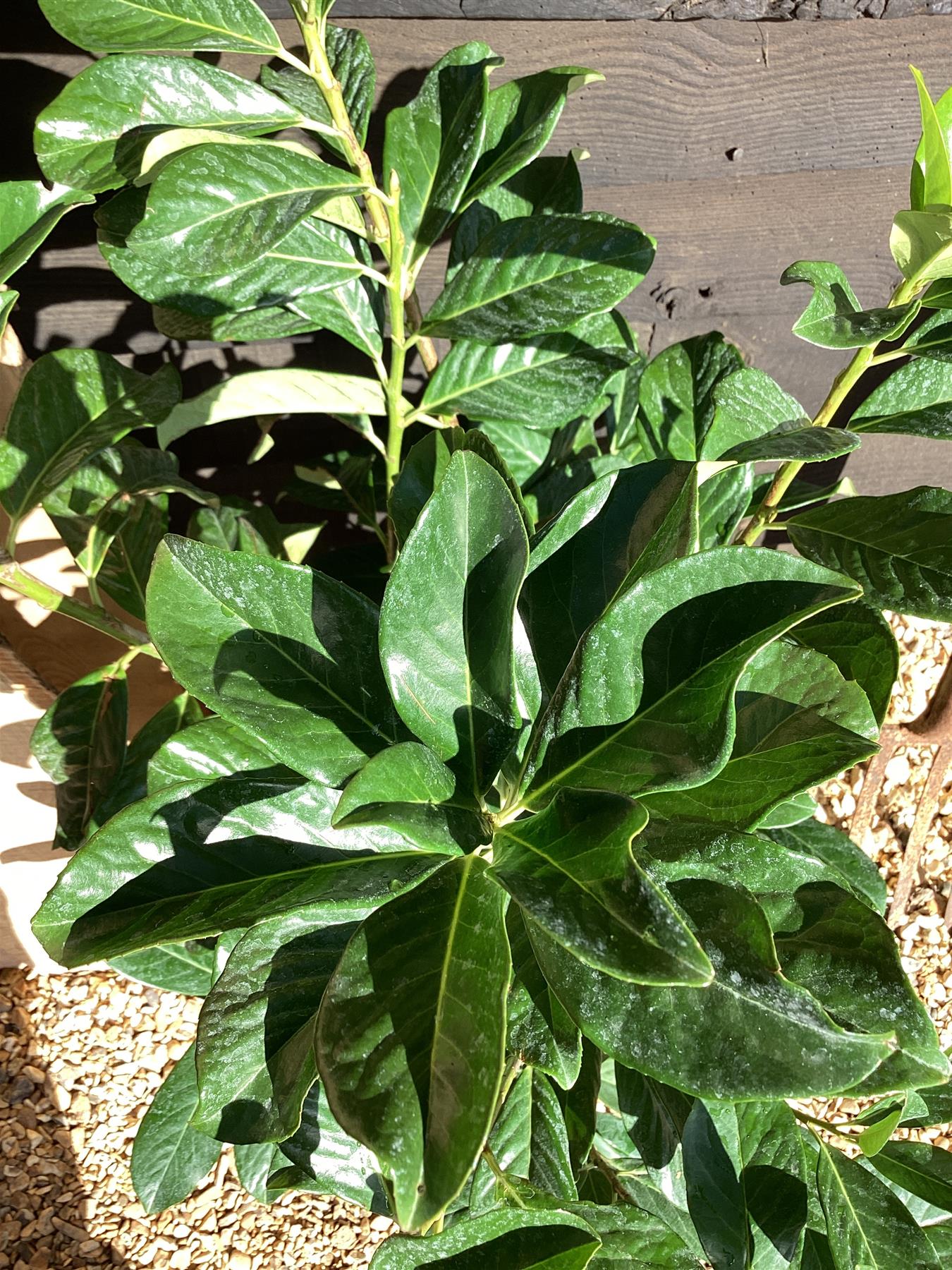 Cherry Laurel ‘Novita’ - 120-130cm, 10lt